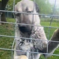 Altay berger d'anatolie #1