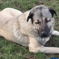 Altay berger d'anatolie