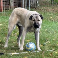 Altay berger d'anatolie #5