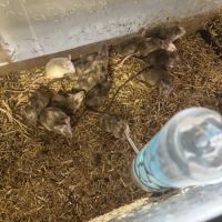 Vend souris mâle et femelle