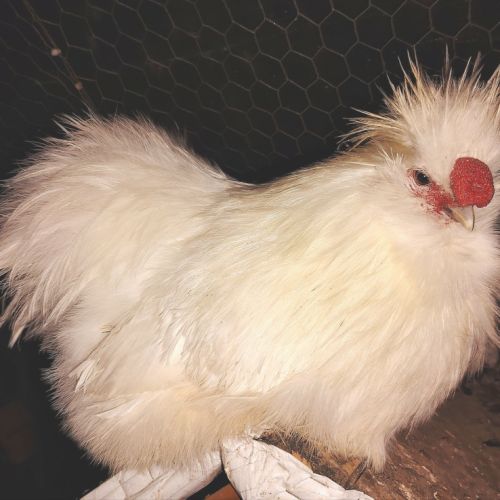 Coq de soie blanc
