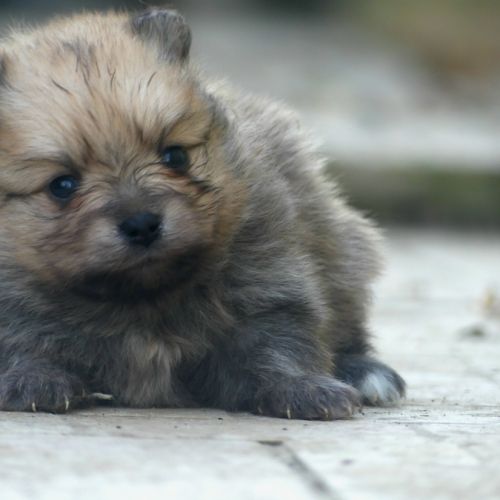 Spitz nain pomeranien