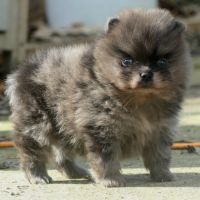 Spitz nain pomeranien