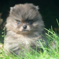 Spitz nain pomeranien