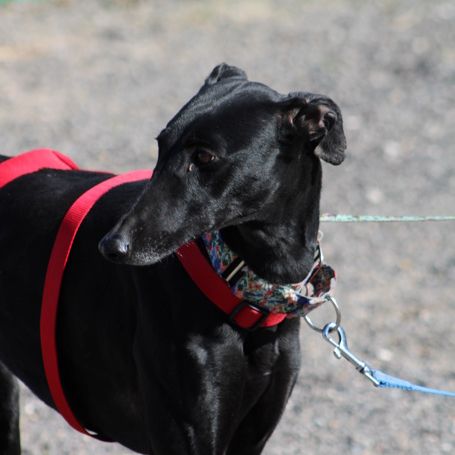 India 2 ans galga noire et élégante #1