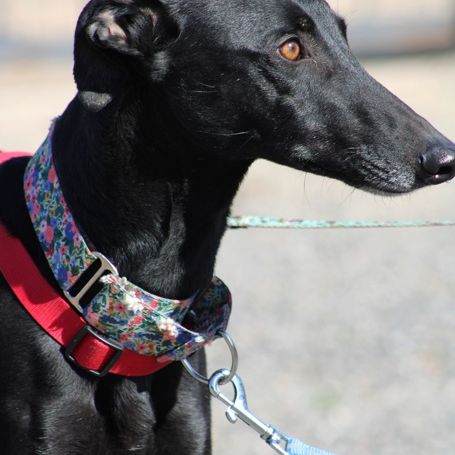 India 2 ans galga noire et élégante #4