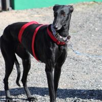 India 2 ans galga noire et élégante #3