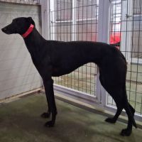 India 2 ans galga noire et élégante #5