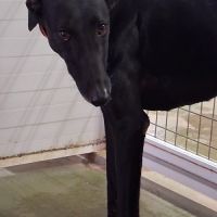 India 2 ans galga noire et élégante #6