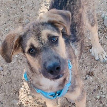 Tasio 10 mois, un compagnon fidèle et parfait ! #2