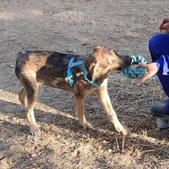 Tasio 10 mois, un compagnon fidèle et parfait ! #3