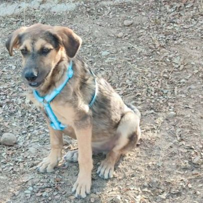 Tasio 10 mois, un compagnon fidèle et parfait ! #5