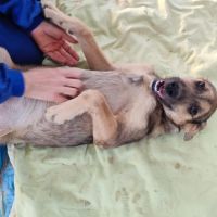 Tasio 10 mois, un compagnon fidèle et parfait ! #1