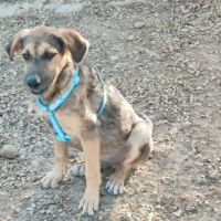 Tasio 10 mois, un compagnon fidèle et parfait ! #5