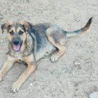 Tasio 10 mois, un compagnon fidèle et parfait ! #6