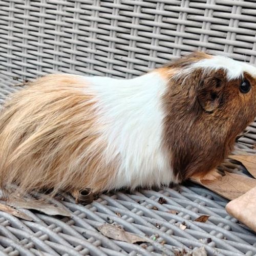 Femelle cochon d’inde, 6mois #2