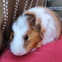 Femelle cochon d’inde, 6mois