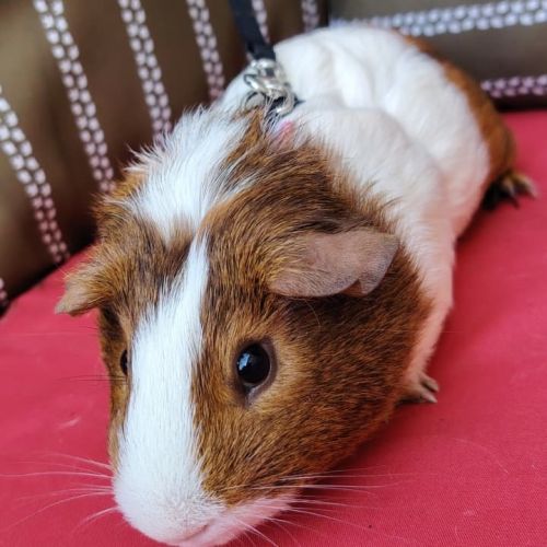 Mâle cochon d’inde 6 mois #2