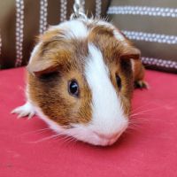 Mâle cochon d’inde 6 mois