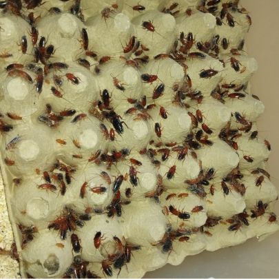 Vend blattes red runner #0