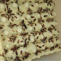 Vend blattes red runner