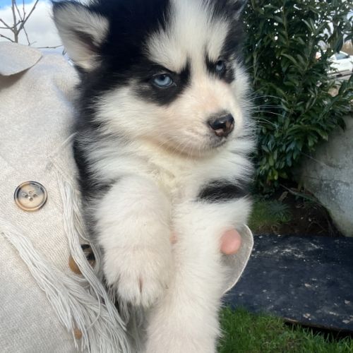 Pomsky pomsky #1