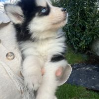 Pomsky pomsky #2