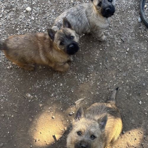 Chiots cairn terrier #1