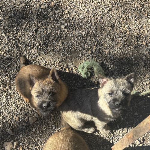 Chiots cairn terrier #4