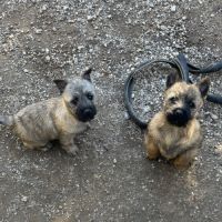 Chiots cairn terrier #2