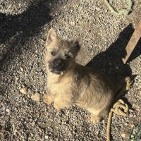 Chiots cairn terrier #3