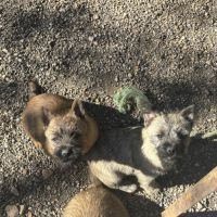 Chiots cairn terrier #4