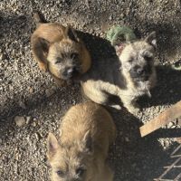 Chiots cairn terrier