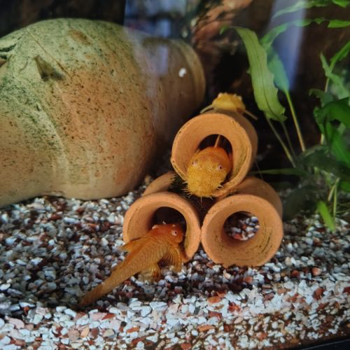 Crevettes d'aquarium #1