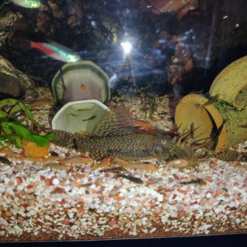 Crevettes d'aquarium #2