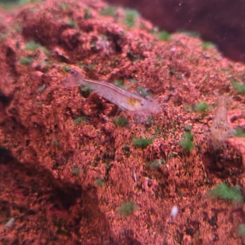 Crevettes d'aquarium #0