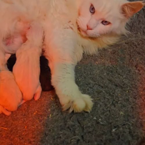 Adorables chatons maine coon loof #1