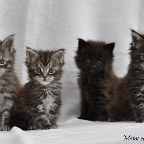 Adorables chatons maine coon loof #2