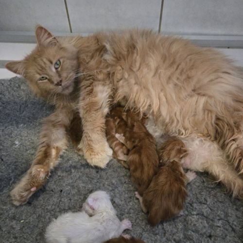 Adorables chatons maine coon loof #3