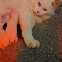 Adorables chatons maine coon loof #1