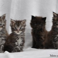 Adorables chatons maine coon loof #2