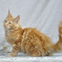 Adorables chatons maine coon loof #4