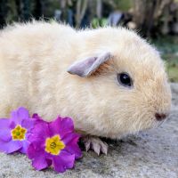 Bébé cochon d'inde mâle rex crème