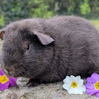 Bébé cochon d'inde mâle rex havane (chocolat)