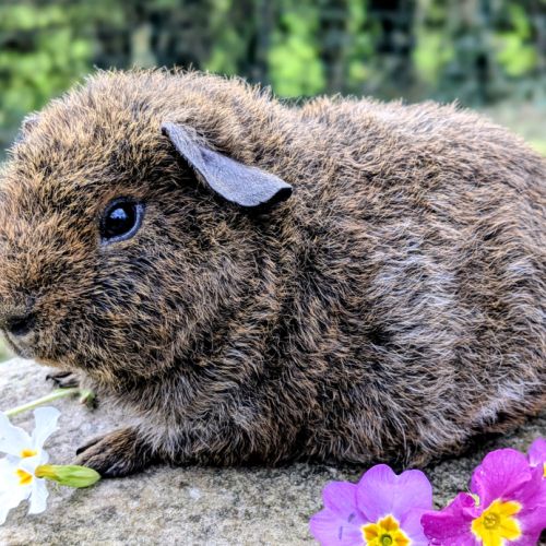 Bébé cochon d'inde mâle rex agouti doré rouan #0