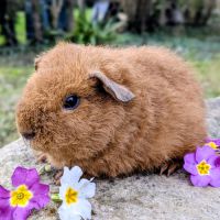 Bébé cochon d'inde mâle rex doré