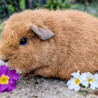 Bébé cochon d'inde rex femelle doré