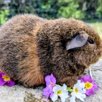 Bébé cochon d'inde femelle rex agouti doré