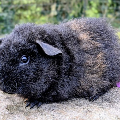 Bébés cochons d'inde rex noir et doré #2