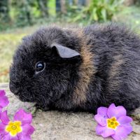 Bébés cochons d'inde rex noir et doré